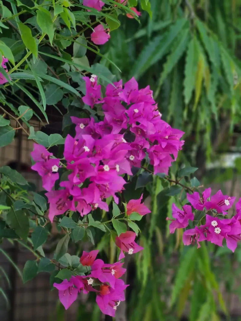 Bougainvillea in bloom around the garden